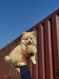 Pomeranian female puppy for sale location login