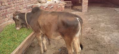 Healthy and strong  Bachra Sahiwal Cross Breed,Age 16 months