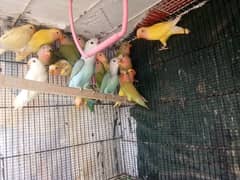 colour love birds phatta contact no 03153743994