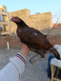 burmi female and turkish hint male for sale