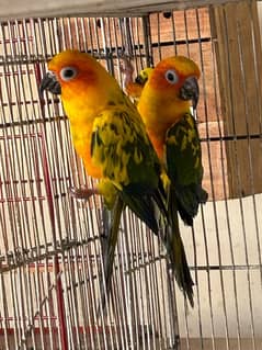 Sunconure