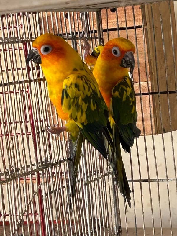 Sunconure 0