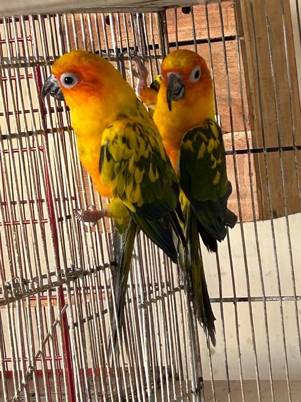 Sunconure 1