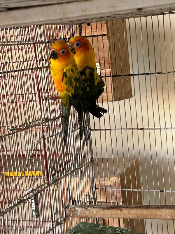 Sunconure 2