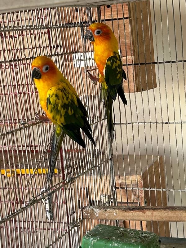 Sunconure 5