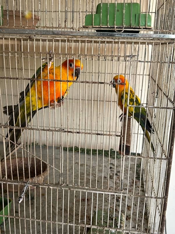 Sunconure 7