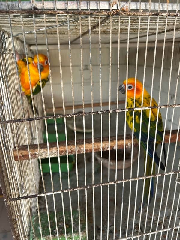 Sunconure 8