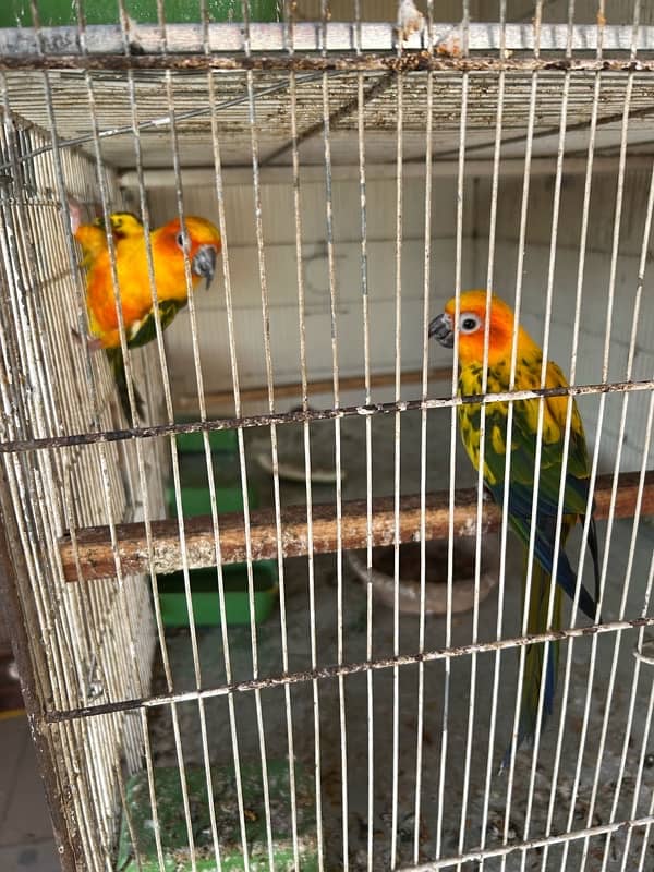 Sunconure 9