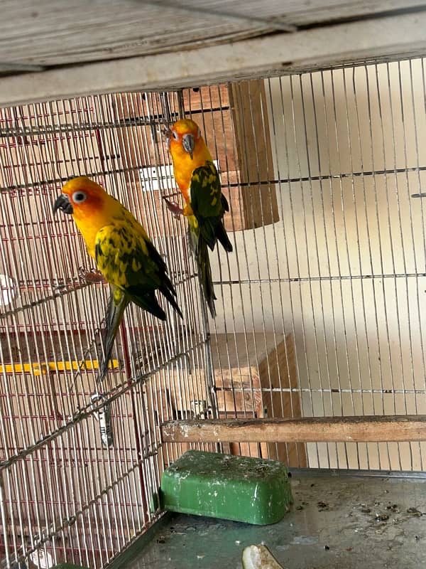 Sunconure 10