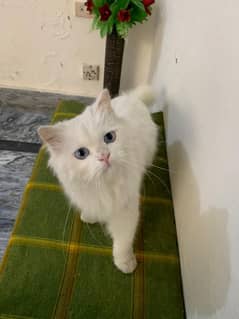 female adult Cat available