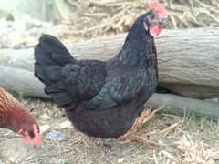 L. hens