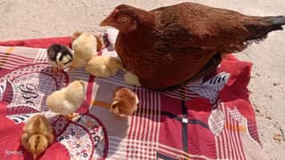 Aseel (3 Weeks) chicks for sale