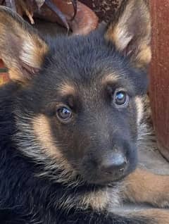 German shepherd Long Coat Male & Female puppy 03287625932WhatsApp