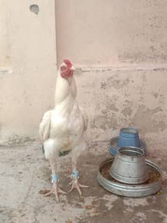 quality heera breeder urgent for sale