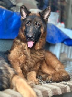 German Shephard Triple coated pair