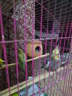 budgies colony for sale with cage