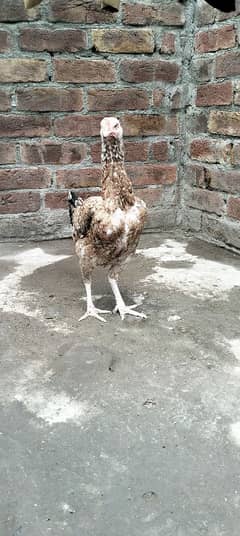 Aseel Mianwali Breed For sale 0304 9896030