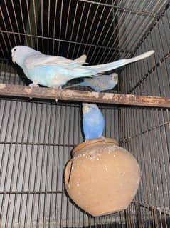 Five Australian Parrots