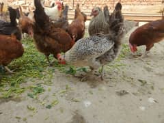 Misri hen and egg for sale