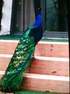 peacock male for sale