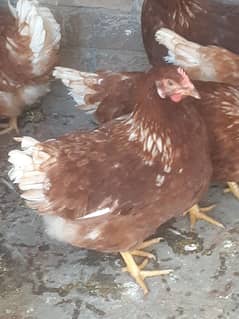 Lohmann Brown young hens in reasonable price