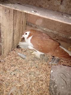 Sherazi black gndadar breeder pair with eggs