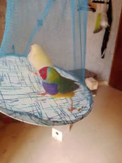 Gouldian Finch, Albino shaftail, Java Finch. Banglize Cage available