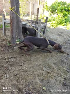 pointer dog for sale near me in layyah chowk azam