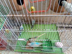 URGENT SALE 06 PAIRS OF AUSTRALIAN PARROTS. TOTAL 13 BIRDS HAIN