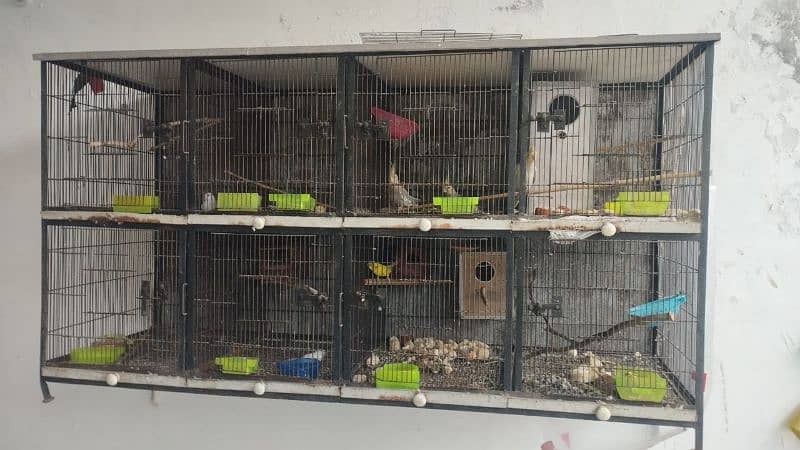 Bird Cage . 8 portion cage. 0