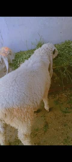 pure Sargodha kajla sheep dumba goat 50kg plus qurbani 2025