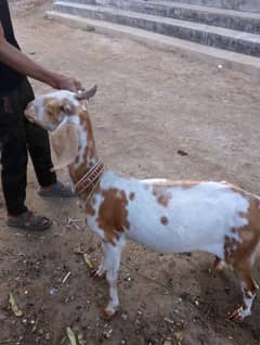 bakri for sale 4 dant he