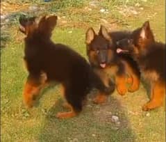 German shepherd Long Coat Male & Female  For Sale 03463649736 WhatsApp