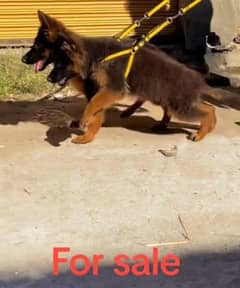 German shepherd Long Coat Male & Female  For Sale 03463649736 WhatsApp