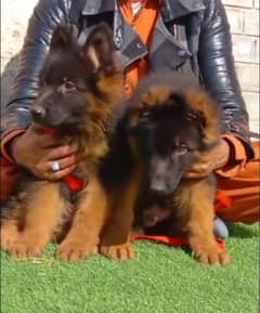 German shepherd Long Coat Male & Female  For Sale 03463649736 WhatsApp