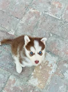 siberian husky BLUE EYES WOOLY COAT