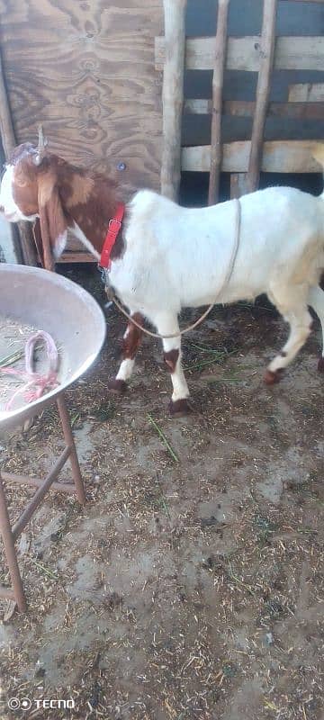 bakra For sale 2