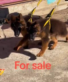 German shepherd Long Coat Male & Female  For Sale 03463649736 WhatsApp