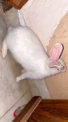 Rabit for sale big size