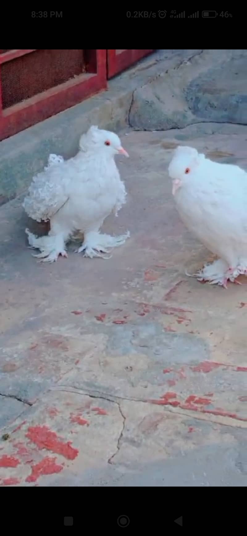 Frill pigeon Pair 2