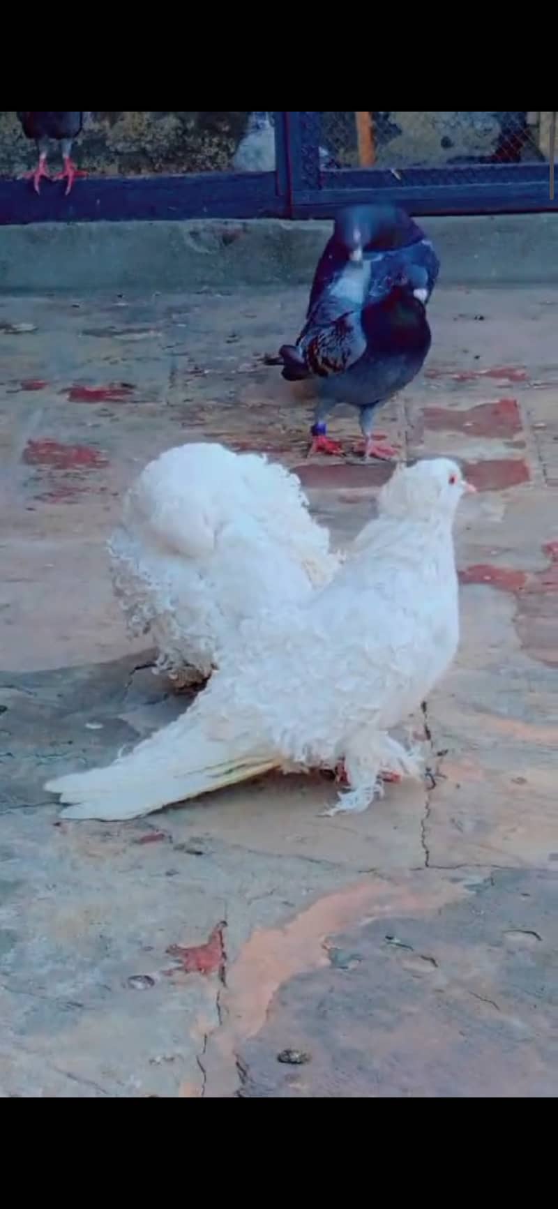 Frill pigeon Pair 4