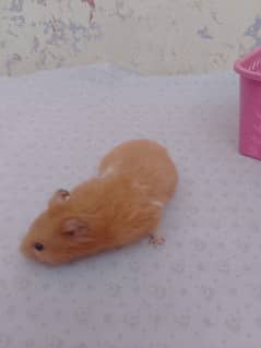 Hamster breader Male