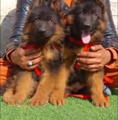 German shepherd Long Coat Male & Female  For Sale 03463649736 WhatsApp