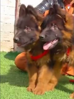 German shepherd Long Coat Male & Female  For Sale 03463649736 WhatsApp