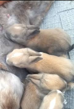 rabbit flemish female with 4 bunnies