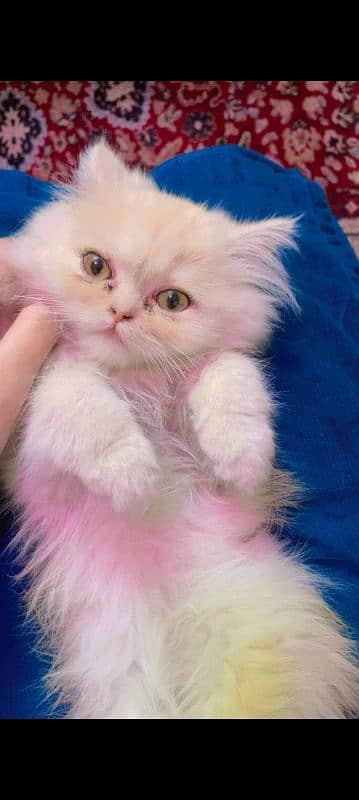 3 months cat persian 1