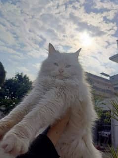 Persian Cat Extra long blue eyes