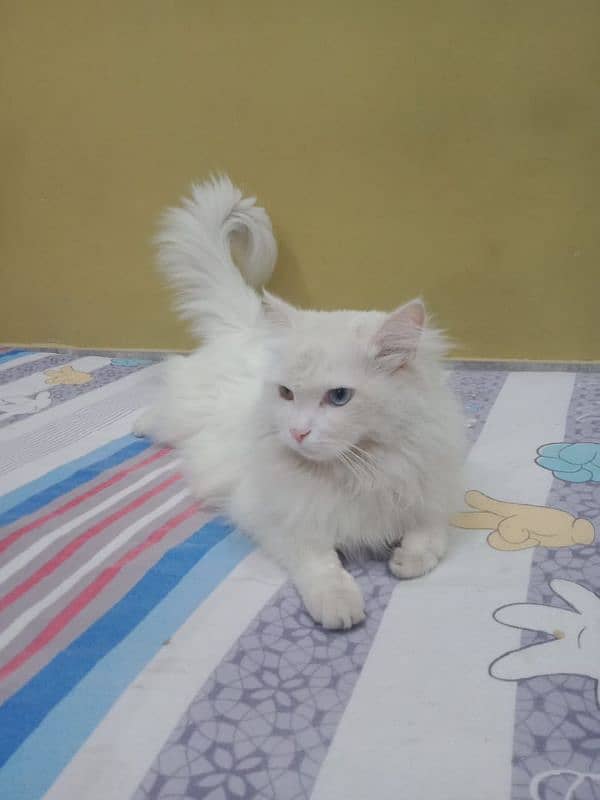 Persian cat (female) 3