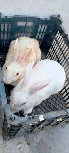 red-eyes rabbit pair