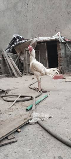 white Heera aseel hen